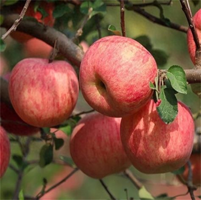 苹果一般几月份成熟，苹果几月份吃是正季