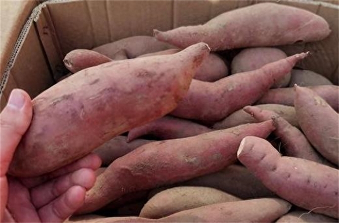 红薯如何储存不发芽，红薯储存方式方法