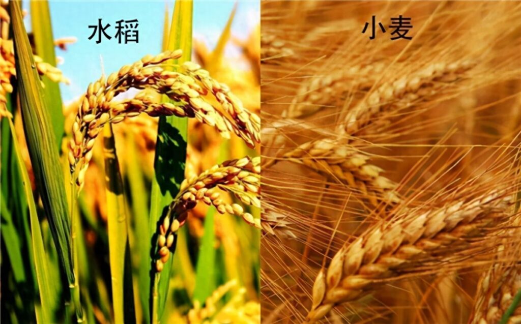 小麦为什么不能像大米那样吃，小麦为什么要磨成粉