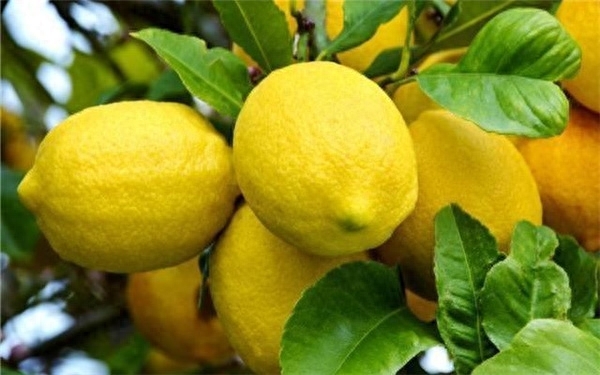 什么柠檬是甜的，真的有甜柠檬吗