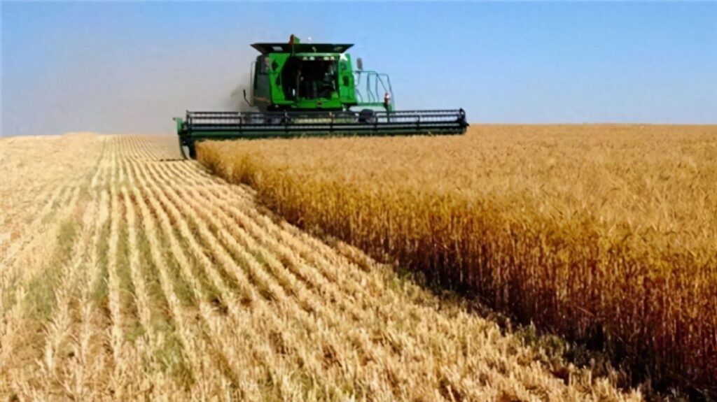 小麦为什么不能像大米那样吃，小麦为什么要磨成粉