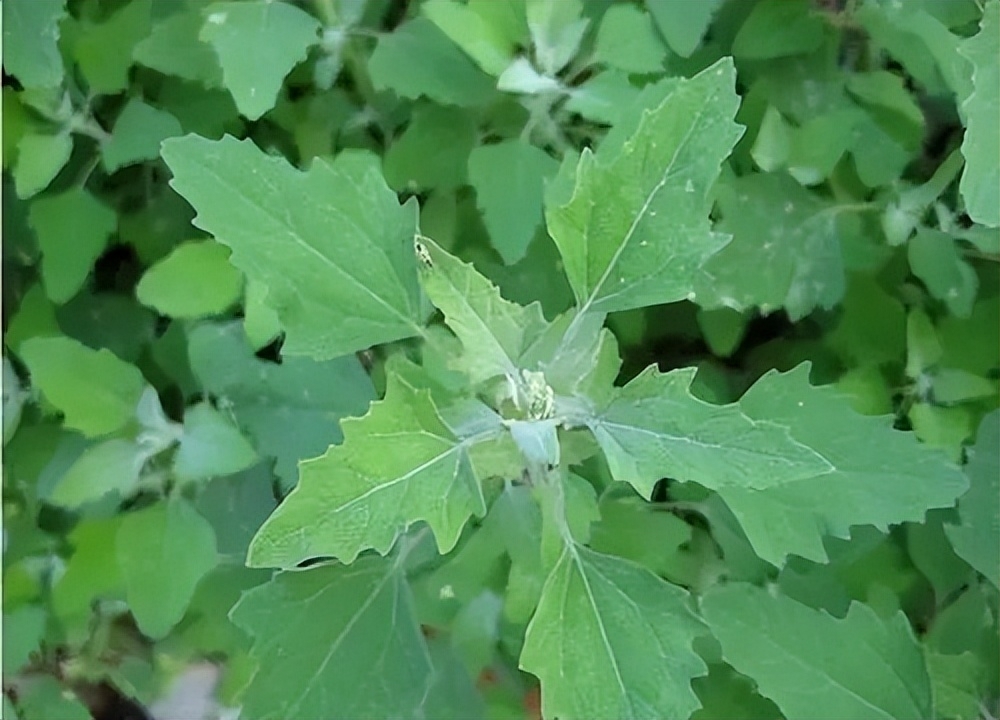 有哪些口味比较好的野菜，最好吃的野菜排行榜