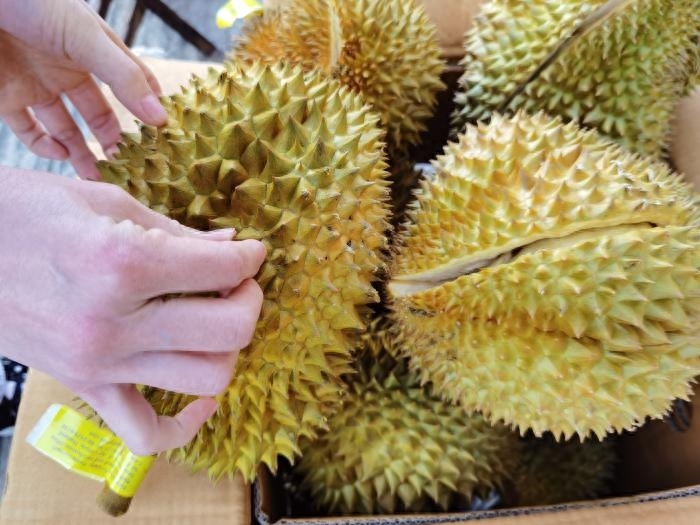 榴莲怎么选才是最好的，榴莲怎么选择果肉饱满的
