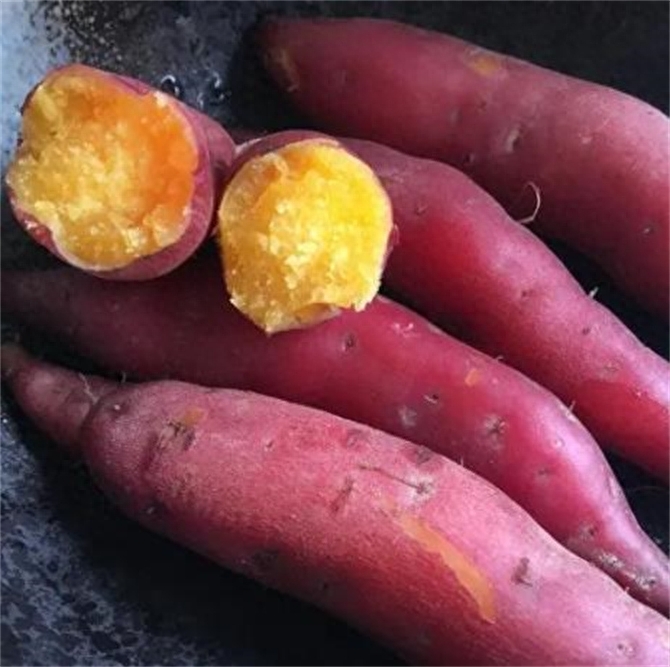 地瓜和红薯有区别吗，红薯和地瓜是一个东西吗
