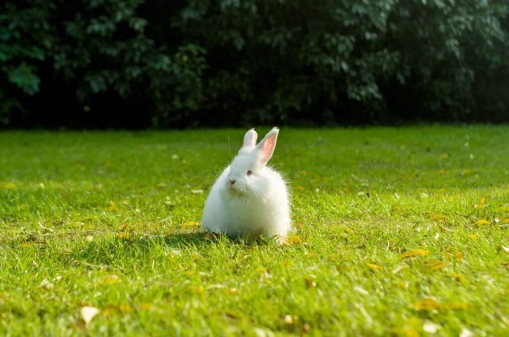 与兔有关的成语有哪些 ，跟兔有关的四字成语