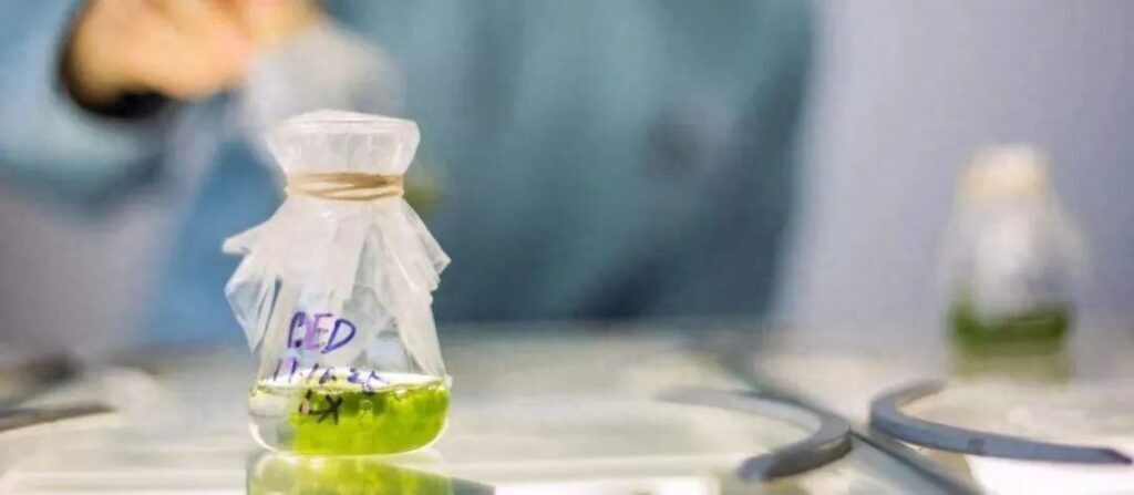 微藻为什么能产油，藻油是什么提取的