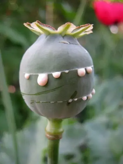 罂粟花是什么，罂粟花的花语和象征