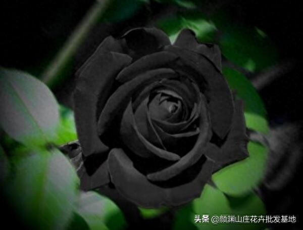 黑玫瑰的花语是什么，黑玫瑰花的寓意