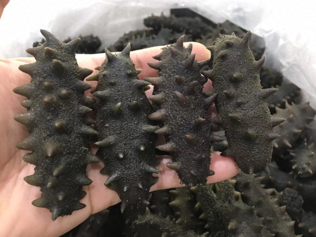 海参多少一个，正宗海参的价格