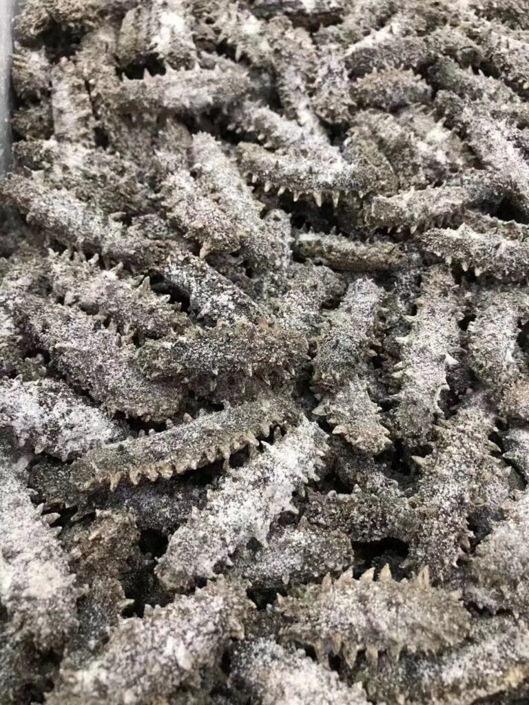 海参多少一个，正宗海参的价格