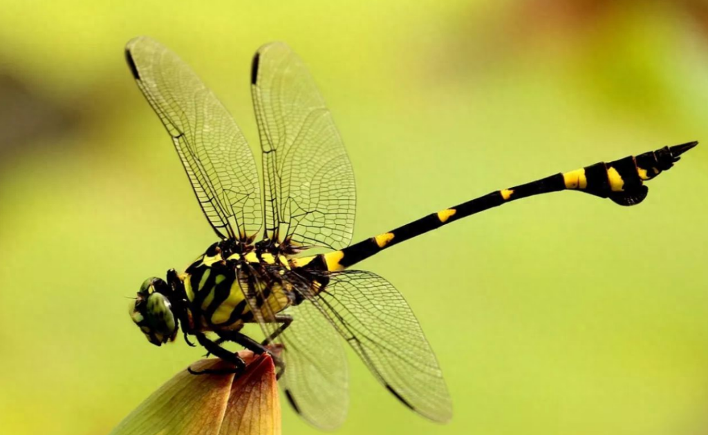 为什么蜻蜓是飞行之王，蜻蜓飞行能力有多强