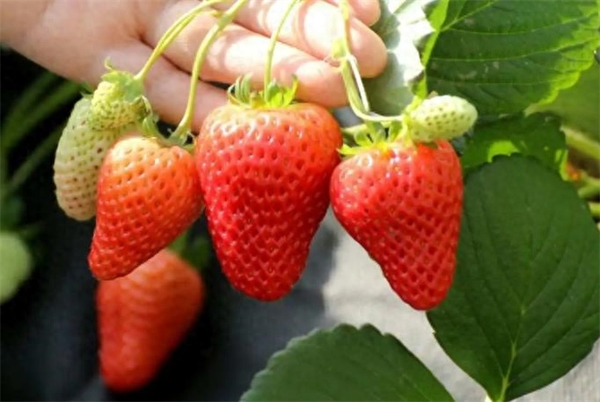 草莓一般什么时候成熟，草莓什么季节吃是应季