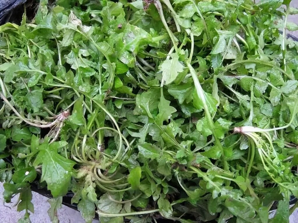 有哪些口味比较好的野菜，最好吃的野菜排行榜