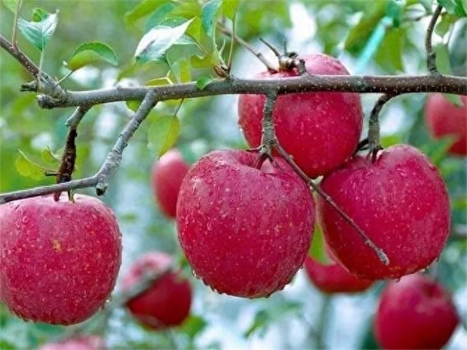 秋天有什么水果成熟，秋季最适合吃的水果