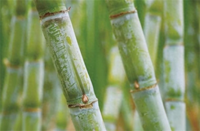 甘蔗一般几月份成熟上市，甘蔗的季节是几月份