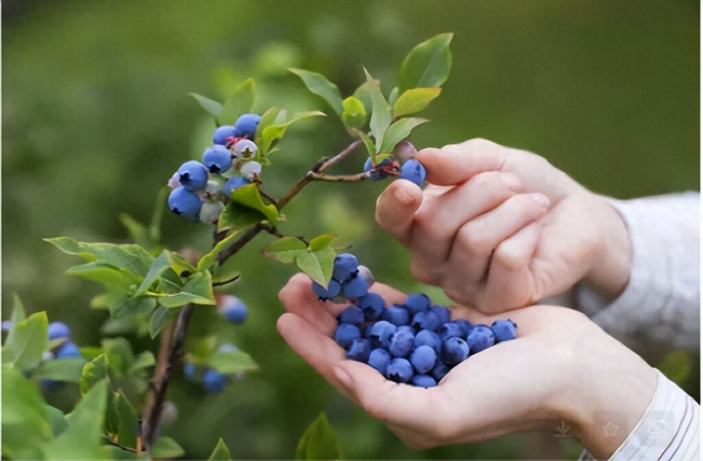 每天吃一盒蓝莓会发生什么，每天吃一盒蓝莓有什么好处