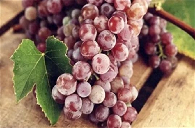 葡萄是热性还是凉性，葡萄的功效与作用
