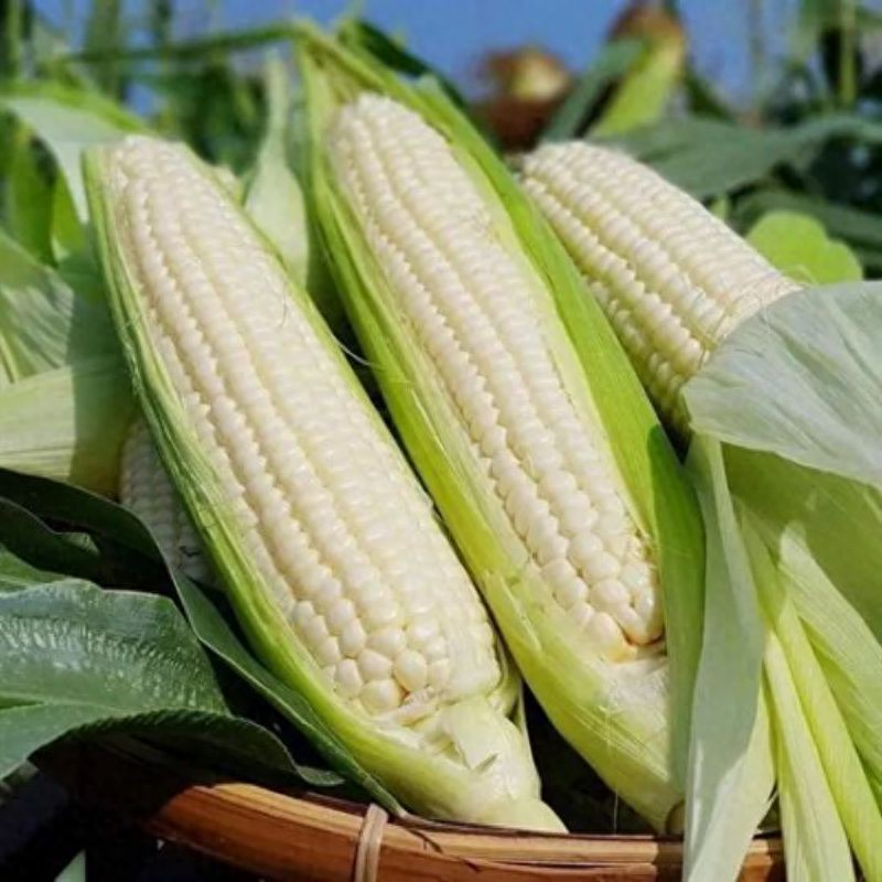 经常吃玉米有什么好处，玉米的作用与功效