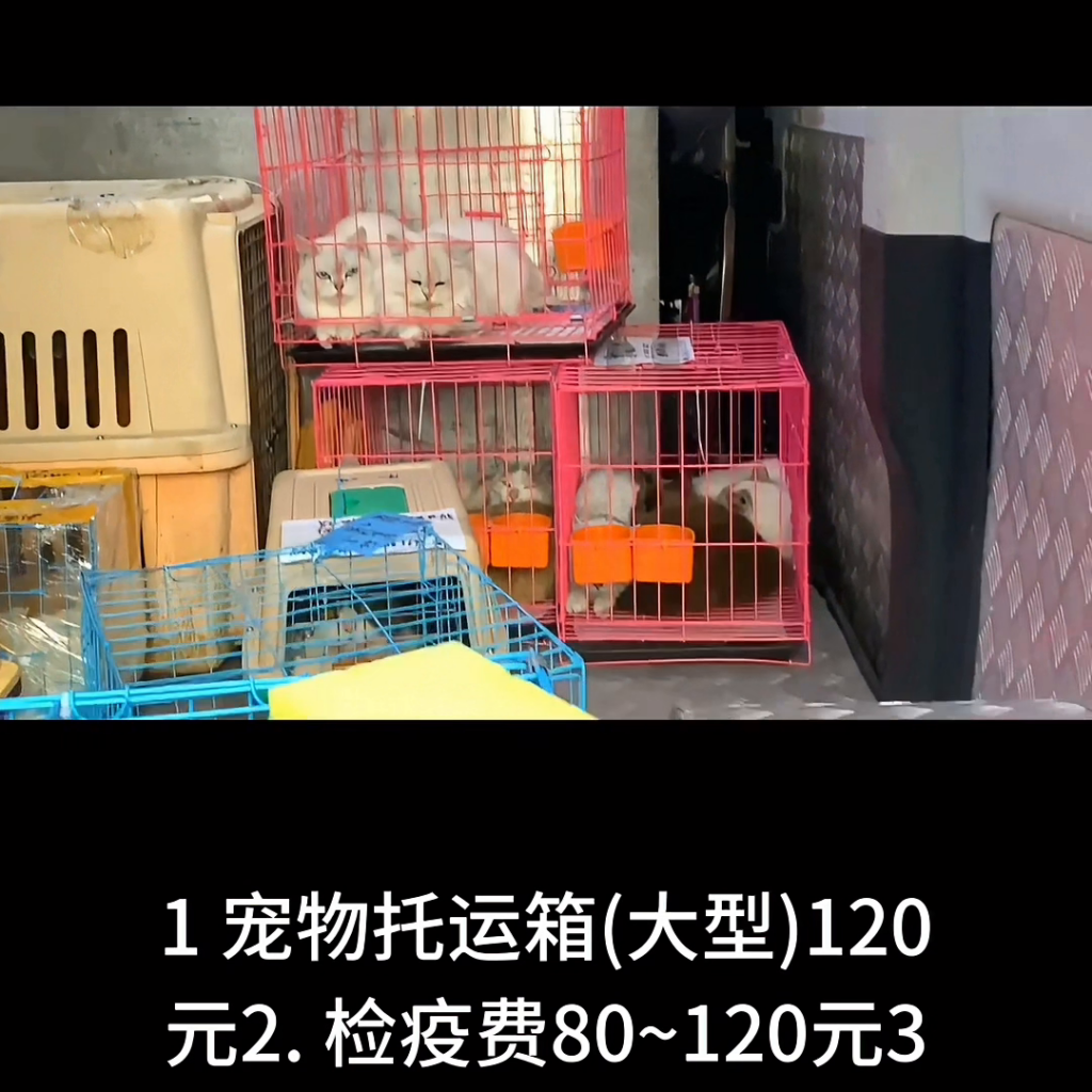 宠物托运大概要多少钱，宠物托运的收费标准