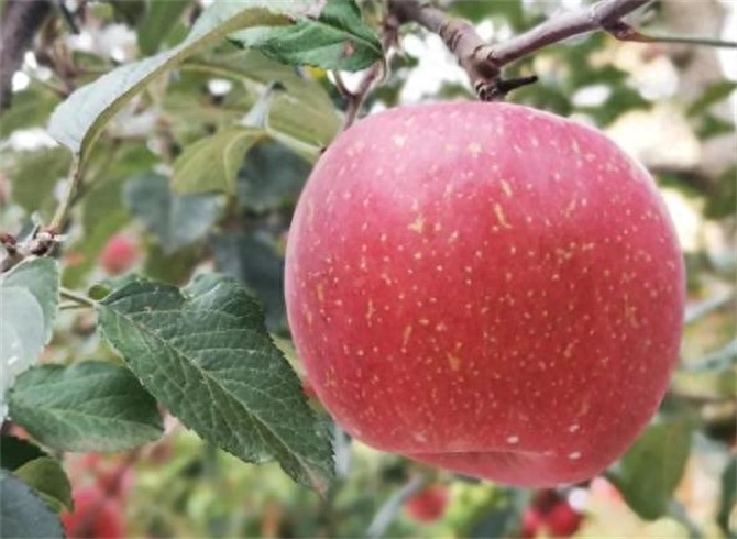 苹果一般几月份成熟，苹果几月份吃是正季
