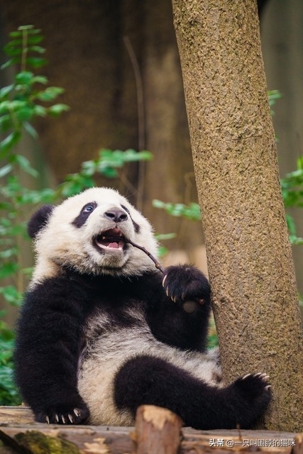 大熊猫为什么是国宝，大熊猫的珍贵程度
