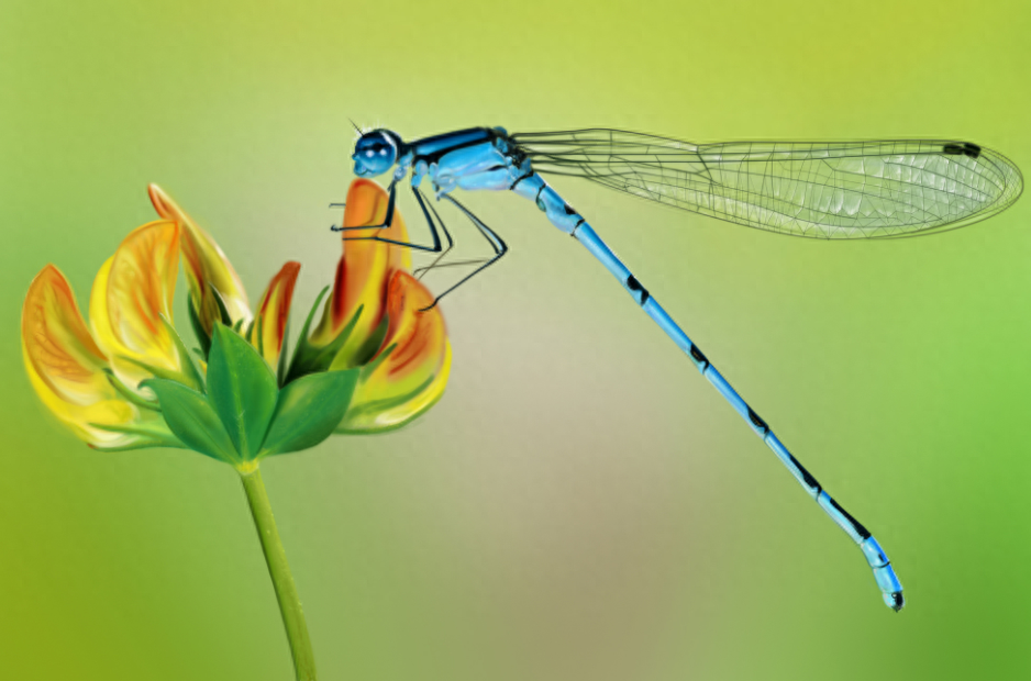 为什么蜻蜓是飞行之王，蜻蜓飞行能力有多强