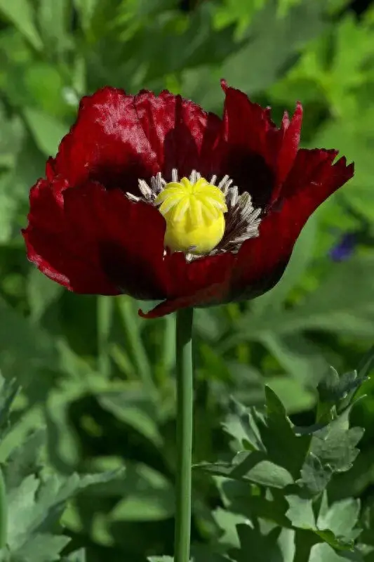 罂粟花是什么，罂粟花的花语和象征