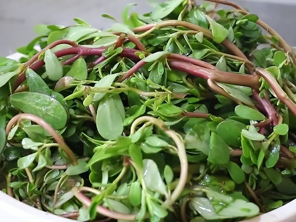 有哪些口味比较好的野菜，最好吃的野菜排行榜