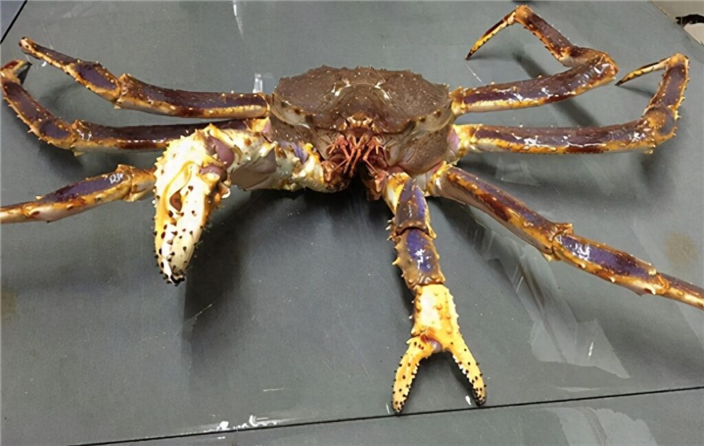 帝王蟹是螃蟹吗，帝王蟹和螃蟹的区别