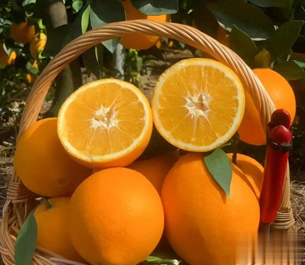 脐橙里面的小橙子能吃吗，脐橙的功效与作用