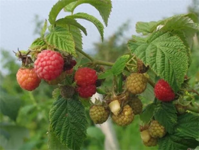 覆盆子跟树莓有什么区别，覆盆子和树莓的区别
