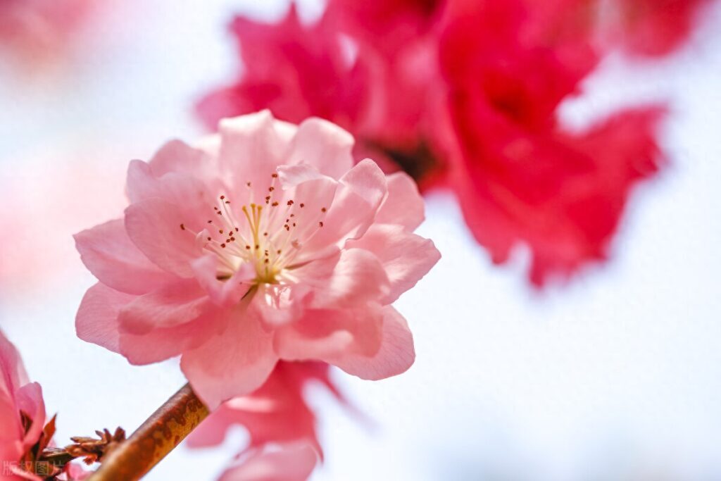 桃花什么时候开，桃花是属于哪个季节