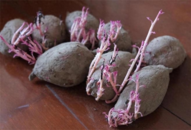 紫薯发芽了还能吃吗，紫薯怎么保存不发芽