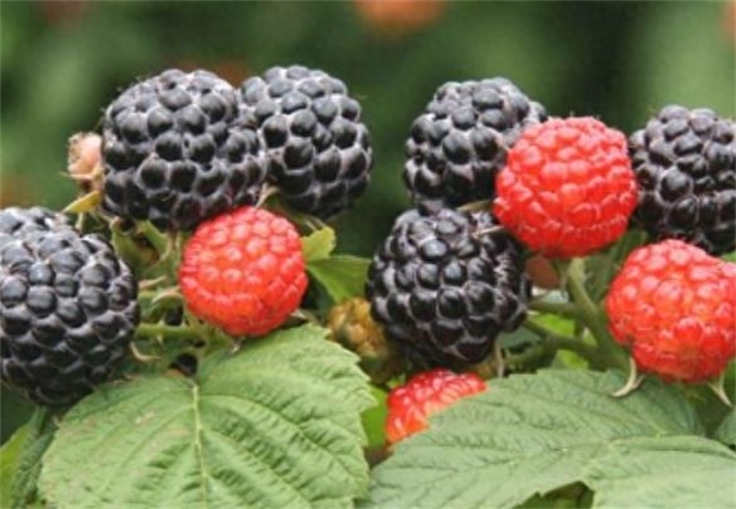 覆盆子跟树莓有什么区别，覆盆子和树莓的区别
