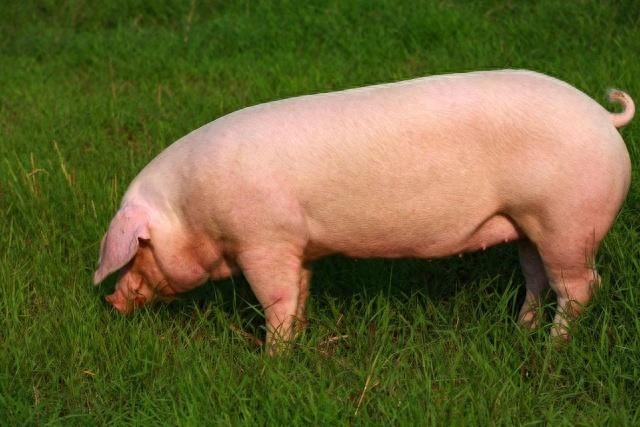 猪能活多久，最长寿的猪活了多少年