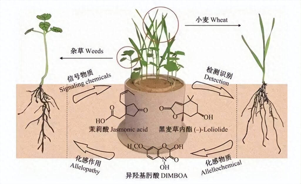 植物是如何呼吸的，植物通过什么呼吸