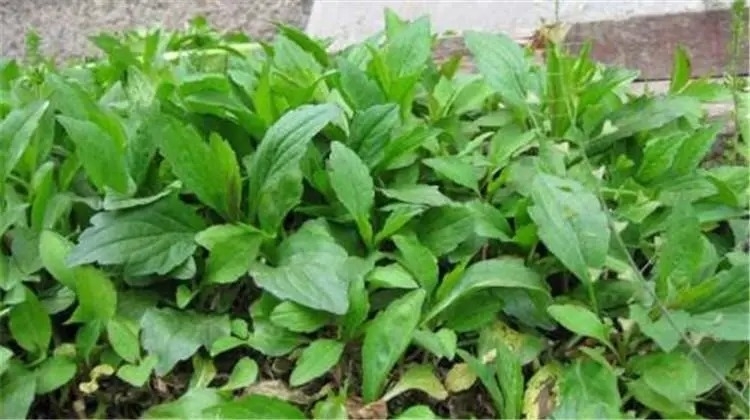 有哪些口味比较好的野菜，最好吃的野菜排行榜