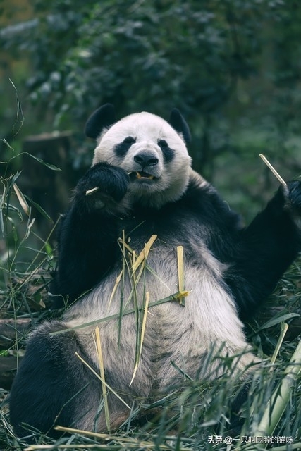 大熊猫为什么是国宝，大熊猫的珍贵程度