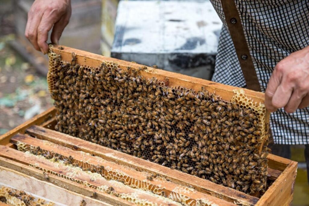 蜜蜂养殖有前景吗，蜜蜂养殖挣钱吗