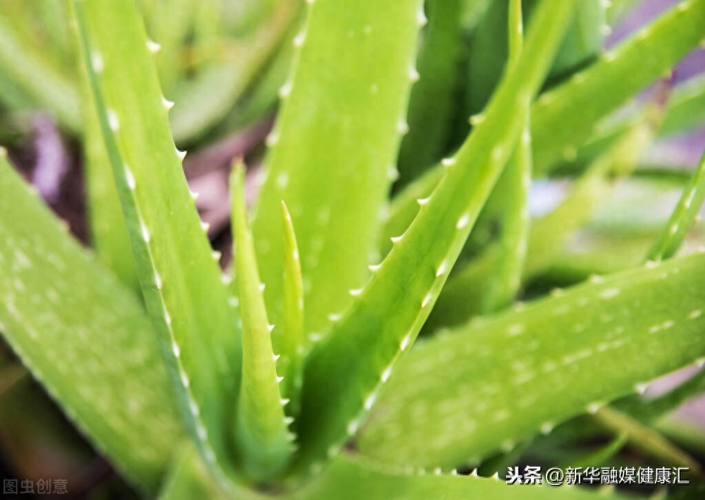 家里的芦荟怎么美容，生芦荟可以直接擦脸吗