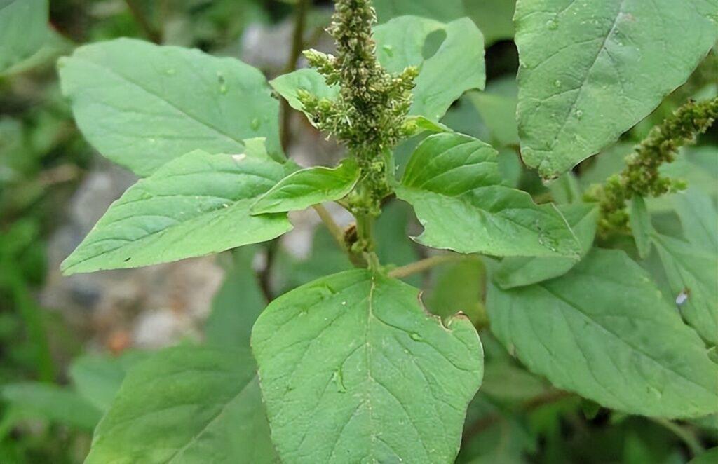 有哪些口味比较好的野菜，最好吃的野菜排行榜