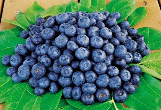 蓝莓是什么季节的水果，蓝莓好吃吗什么味道