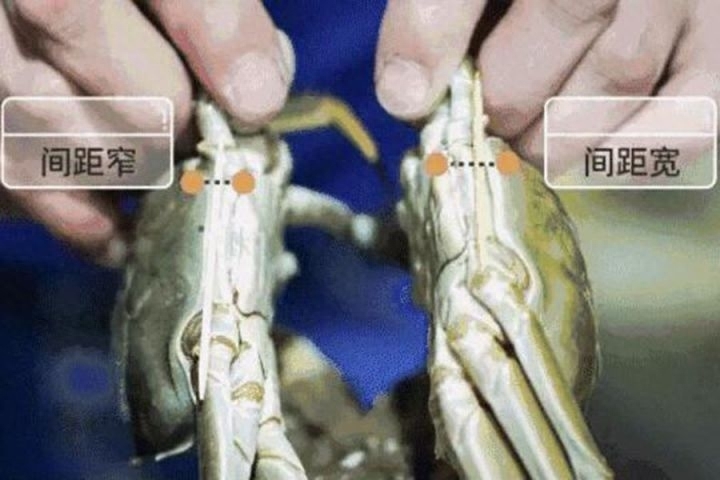 大闸蟹怎么吃最美味，大闸蟹该怎么吃手把手教你
