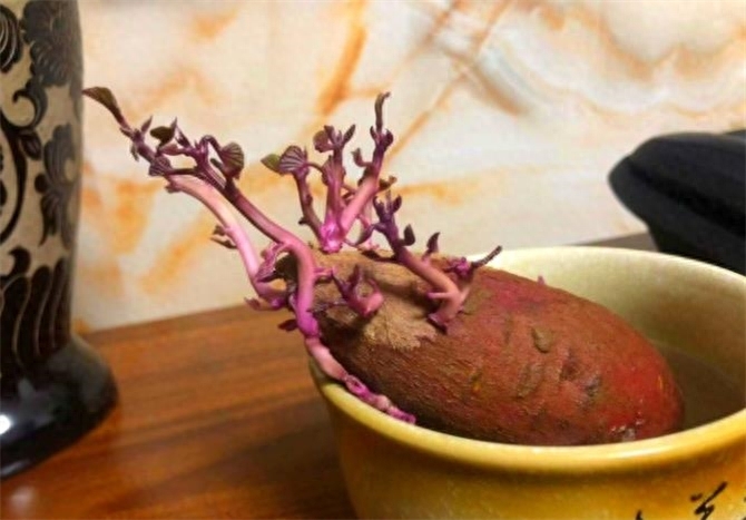 红薯长出芽还能吃吗，发芽红薯去掉芽能吃吗