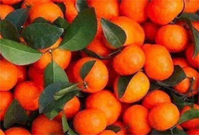 桔和橘有什么区别，桔可以代替橘吗