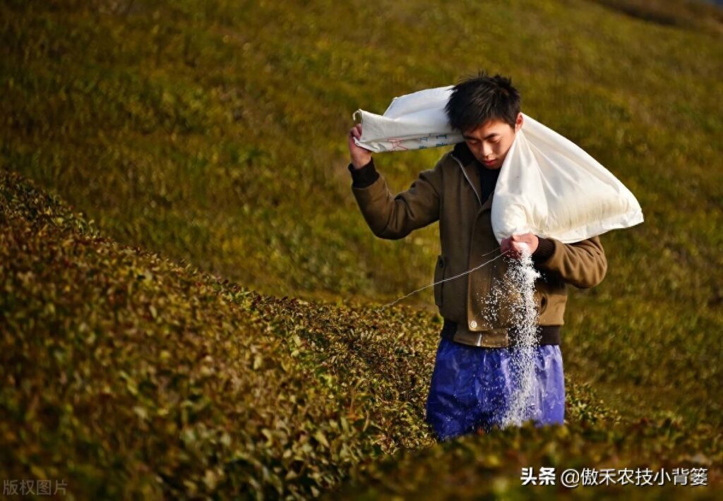 什么是氮肥，氮肥包括哪些肥料