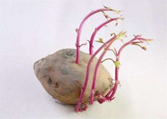 地瓜发芽了还能吃吗，发芽的红薯吃了有毒吗