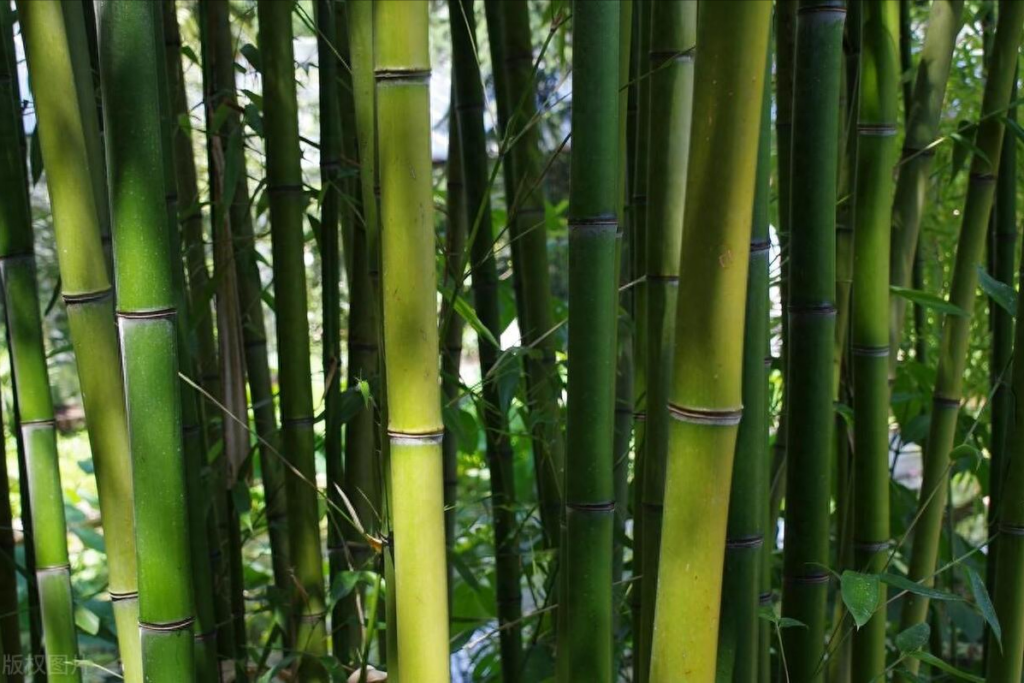 竹子为什么长得那么快 ，竹子长得高的原因