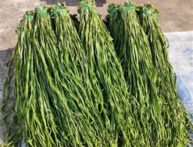 贡菜是什么菜制成的，贡菜与莴笋的区别