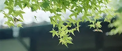 培养学生的责任感，浅谈培养学生的责任感